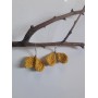 Handmade Crochet earring